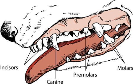 Why are Dogs and Cats Meant to be Carnivores? - Holistic Pet Care